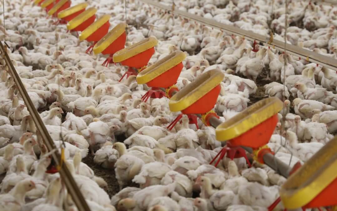 Wicker, Coons Lead Senate Effort For Poultry Assistance