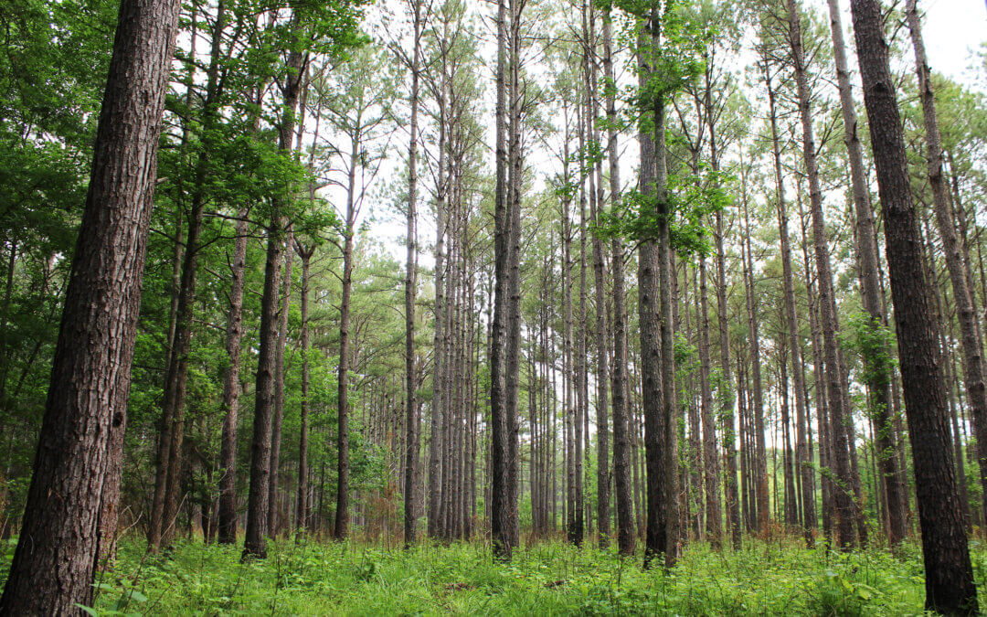 U.S. Department of Agriculture (USDA) Announces the approval of the Emergency Forest Restoration Program (EFRP) signup in Mississippi